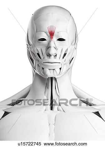Stock Photography - Procerus muscle, illustration. Fotosearch