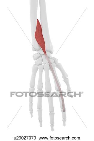 Pronator extensor indicis muscle, illustration View Large Photo Image Stock Photo - Pronator extensor indicis muscle, illustration. Fotosearch