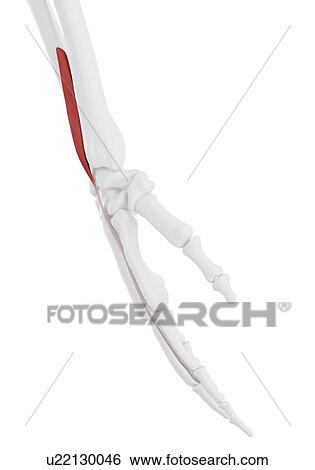 Stock Photograph - Pronator extensor indicis muscle, illustration. Fotosearch
