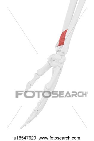 Stock Photo - Pronator quadratus muscle, illustration. Fotosearch