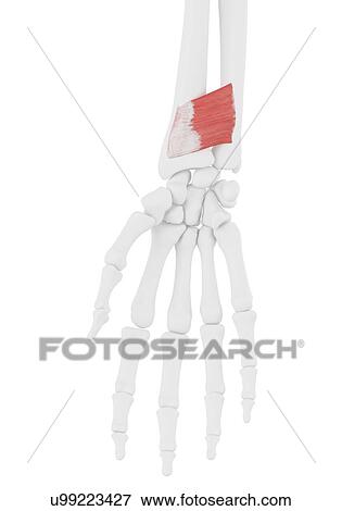 Pronator quadratus muscle, illustration View Large Photo Image Stock Photo - Pronator quadratus muscle, illustration. Fotosearch