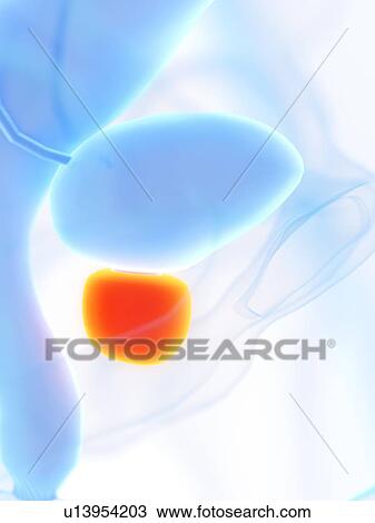 Stock Image - Prostate, illustration. Fotosearch