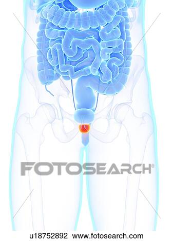Stock Image - Prostate, illustration. Fotosearch
