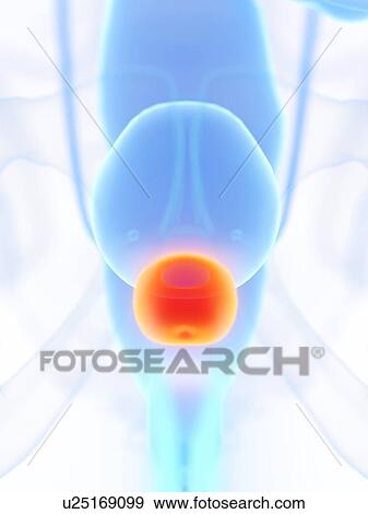 Prostate, illustration View Large Photo Image Stock Photo - Prostate, illustration. Fotosearch