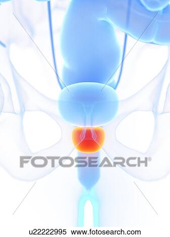 Stock Photography - Prostate, illustration. Fotosearch