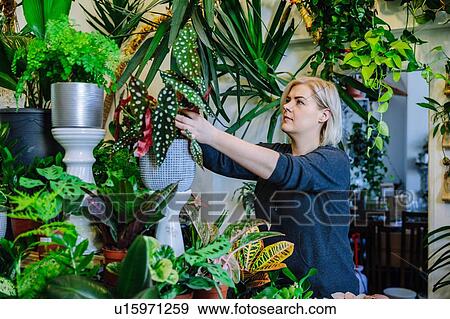 Proud owner tending to plants in nursery View Large Photo Image Stock Photo - Proud owner tending to plants in nursery. Fotosearch