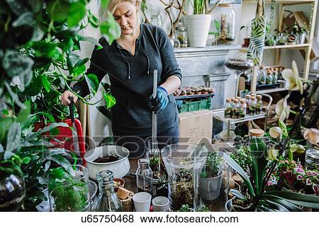 Stock Photo - Proud owner tending to plants in nursery. Fotosearch