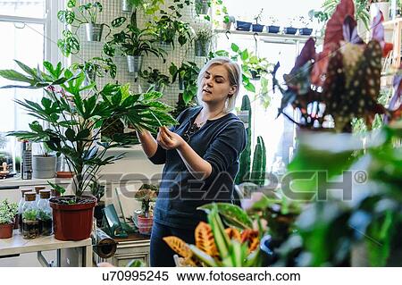 Stock Photography - Proud owner tending to plants in nursery. Fotosearch