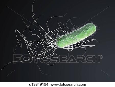 Pseudomonas aeruginosa bacteria, illustration View Large Photo Image Picture - Pseudomonas aeruginosa bacteria, illustration. Fotosearch