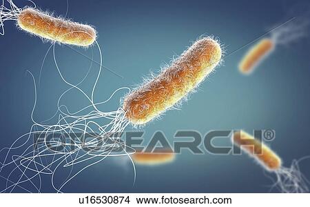 Pseudomonas aeruginosa bacteria, illustration View Large Photo Image Picture - Pseudomonas aeruginosa bacteria, illustration. Fotosearch