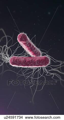 Pseudomonas aeruginosa bacteria, illustration View Large Photo Image Picture - Pseudomonas aeruginosa bacteria, illustration. Fotosearch