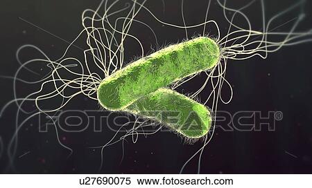 Stock Photography - Pseudomonas aeruginosa bacteria, illustration. Fotosearch