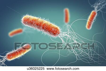 Pseudomonas aeruginosa bacteria, illustration View Large Photo Image Stock Photography - Pseudomonas aeruginosa bacteria, illustration. Fotosearch