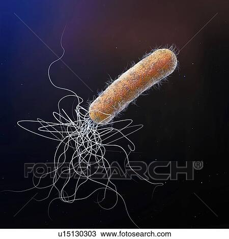 Stock Image - Pseudomonas aeruginosa bacterium, illustration. Fotosearch