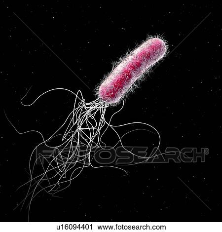 Stock Image - Pseudomonas aeruginosa bacterium, illustration. Fotosearch
