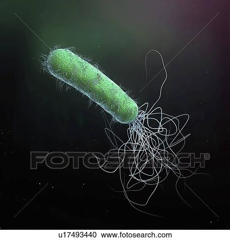 Pseudomonas aeruginosa bacterium, illustration View Large Photo Image Stock Image - Pseudomonas aeruginosa bacterium, illustration. Fotosearch