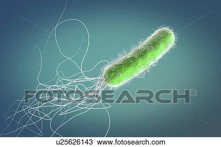 Pseudomonas aeruginosa bacterium, illustration View Large Photo Image Stock Image - Pseudomonas aeruginosa bacterium, illustration. Fotosearch