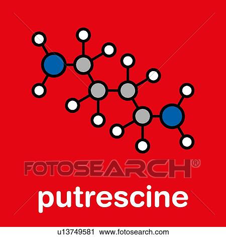 Stock Image - Putrescine foul smelling molecule. Fotosearch
