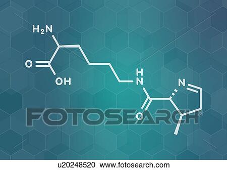 Pyrrolysine amino acid molecule, illustration View Large Photo Image Stock Image - Pyrrolysine amino acid molecule, illustration. Fotosearch