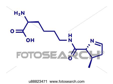 Pyrrolysine amino acid molecule, illustration View Large Photo Image Stock Image - Pyrrolysine amino acid molecule, illustration. Fotosearch