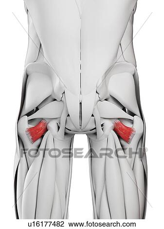 Stock Image - Quadratus femoris muscle, illustration. Fotosearch
