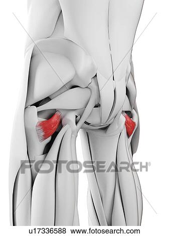 Stock Photo - Quadratus femoris muscle, illustration. Fotosearch