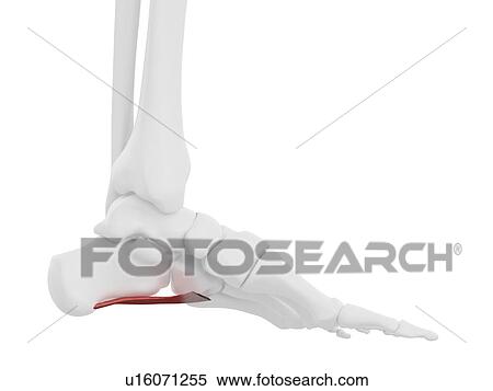 Stock Photography - Quadratus plantae muscle, illustration. Fotosearch
