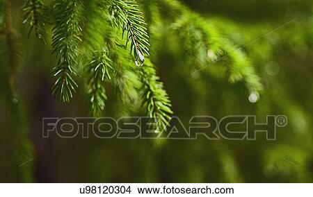 Rain drops on pine tree View Large Photo Image Picture - Rain drops on pine tree. Fotosearch