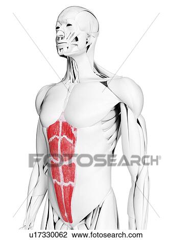 Stock Image - Rectus abdominis muscle, illustration. Fotosearch
