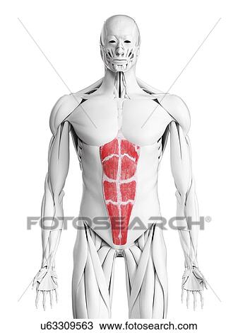 Stock Image - Rectus abdominis muscle, illustration. Fotosearch
