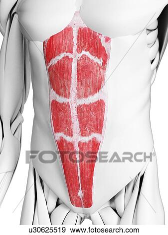 Stock Photo - Rectus abdominis muscle, illustration. Fotosearch