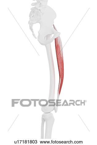Rectus femoris muscle, illustration View Large Photo Image Stock Image - Rectus femoris muscle, illustration. Fotosearch