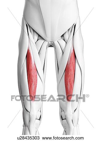 Stock Image - Rectus femoris muscle, illustration. Fotosearch