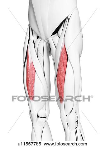 Stock Photography - Rectus femoris muscle, illustration. Fotosearch