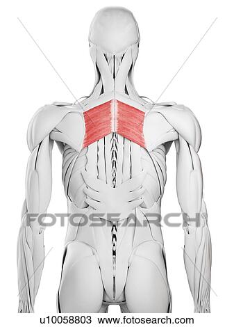 Rhomboid major muscle, illustration View Large Photo Image Stock Image - Rhomboid major muscle, illustration. Fotosearch