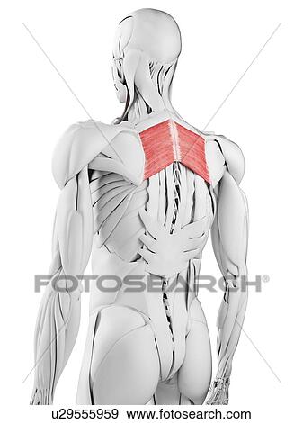 Rhomboid major muscle, illustration View Large Photo Image Stock Photo - Rhomboid major muscle, illustration. Fotosearch