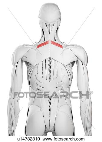 Rhomboid minor muscle, illustration View Large Photo Image Stock Image - Rhomboid minor muscle, illustration. Fotosearch