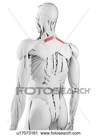 Stock Image - Rhomboid minor muscle, illustration. Fotosearch