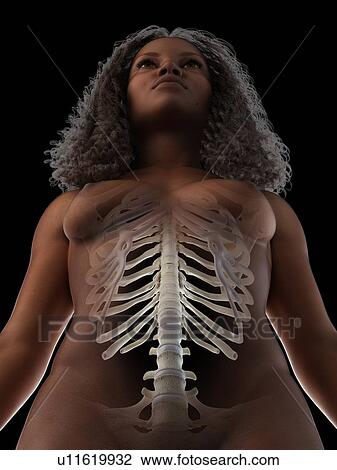 Stock Image - Ribcage, illustration. Fotosearch