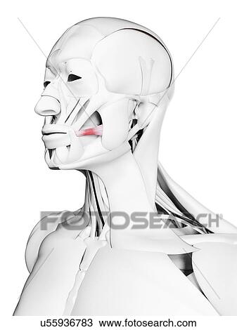 Risorius muscle, illustration View Large Photo Image Stock Image - Risorius muscle, illustration. Fotosearch