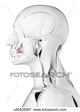 Risorius muscle, illustration View Large Photo Image Stock Photo - Risorius muscle, illustration. Fotosearch