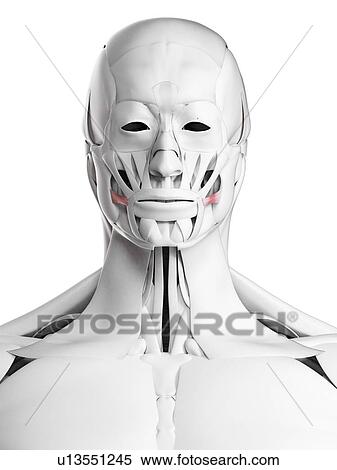 Stock Photography - Risorius muscle, illustration. Fotosearch