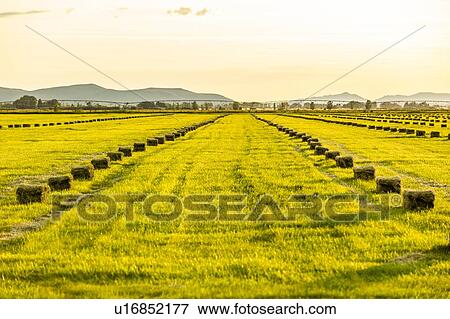 Rows of hay bales in field in Picabo, Idaho, USA View Large Photo Image Stock Photo - Rows of hay bales in field in Picabo, Idaho, USA. Fotosearch
