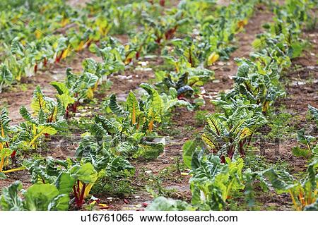Stock Photography - Rows of rainbow chard. Fotosearch