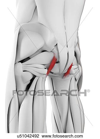 Stock Image - Sacrotuberous ligament, illustration. Fotosearch