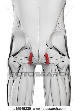 Stock Photo - Sacrotuberous ligament, illustration. Fotosearch