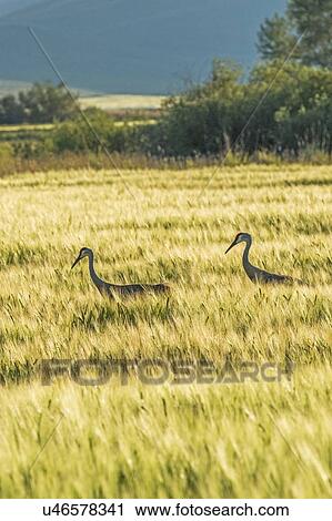 Stock Image - Sandhill cranes in field in Picabo, Idaho, USA. Fotosearch