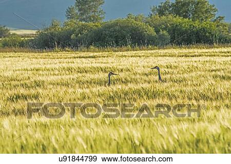 Sandhill cranes in field in Picabo, Idaho, USA View Large Photo Image Stock Photo - Sandhill cranes in field in Picabo, Idaho, USA. Fotosearch