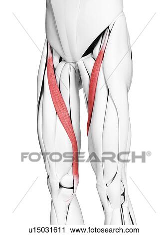 Sartorius muscle, illustration View Large Photo Image Stock Image - Sartorius muscle, illustration. Fotosearch