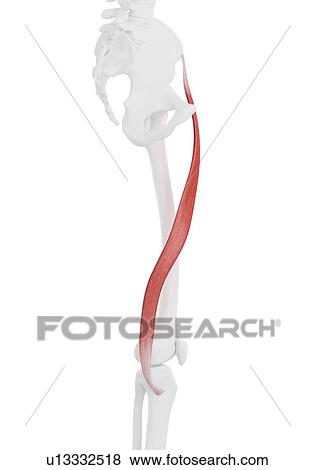 Stock Photo - Sartorius muscle, illustration. Fotosearch